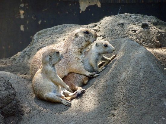 Zoo Natural de Edogawa